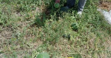وزارة الزراعة توضح ملابسات شكوى مزارع بطيخ في بلطيم