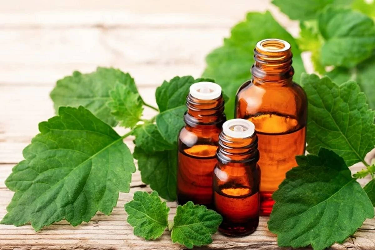 زيت الباتشولي العطري: حل طبيعي وفعال لطرد البعوض