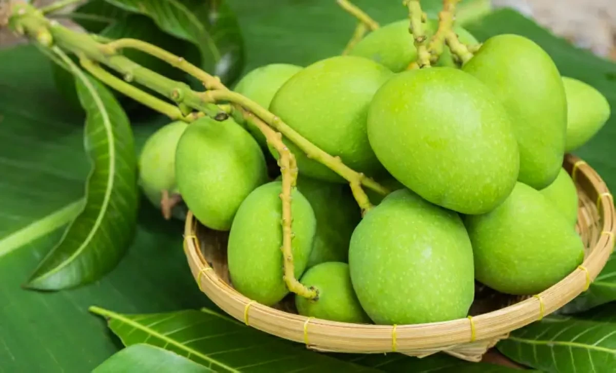الهمبا الأخضر يتصدر المشهد الإماراتي مع نكهات فصل الصيف