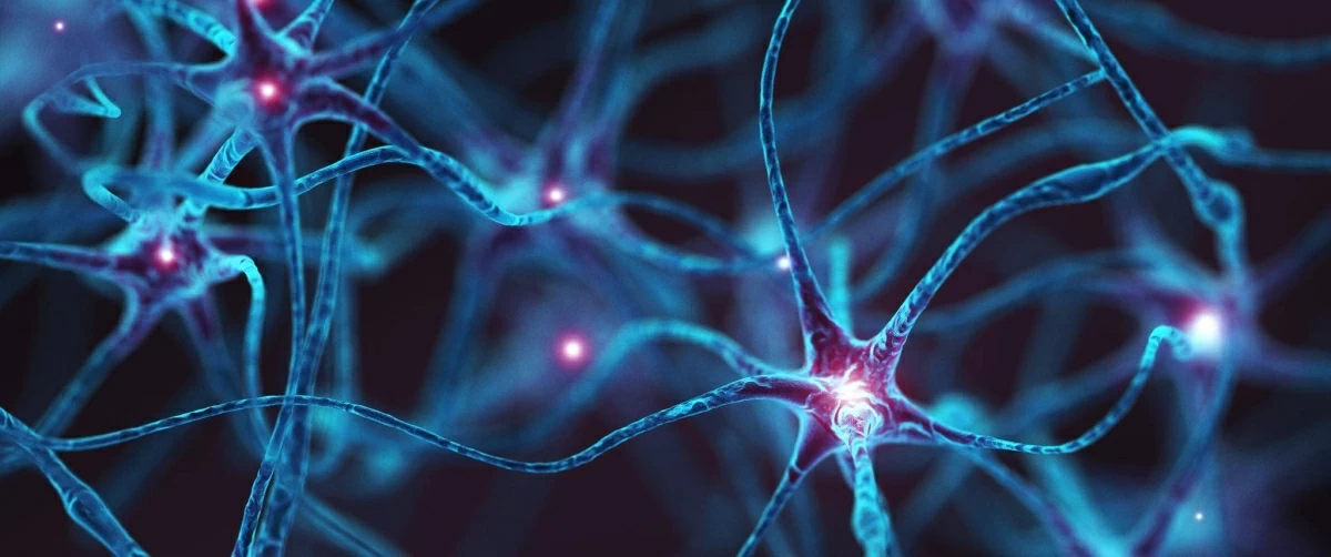 خلايا دماغية جديدة تسهم في تعزيز الحماية من الزهايمر