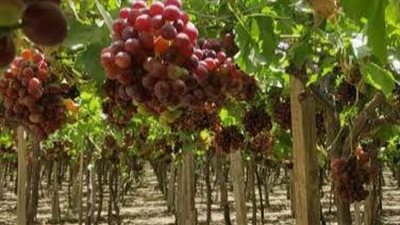 ننشر أسماء 17 عامل زراعي أصيبوا باشتباه تسمم غذائي بالعنب في المنيا