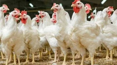 أسعار الدواجن والبيض اليوم.. مفاجآت في الأسواق المحلية