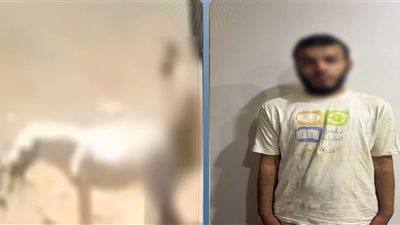 الداخلية تضبط المتهم بالتعدي على دابة ”حمار ” في القليوبية: مهتز نفسيا