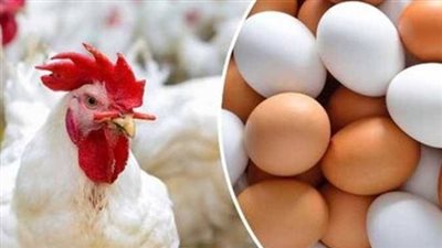 أسعار الفراخ تتحرك من جديد.. مفاجآت جديدة في سوق الدواجن اليوم