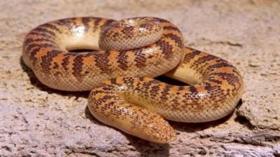 نجاة من الموت المحقق.. إنقاذ شاب من شلل عصبي بعد لدغة ثعبان سام بكفر الشيخ