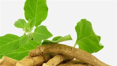 عشبة المشاهير والرياضيين.. لماذا يتهافت الملايين علي الأشواجاندا؟