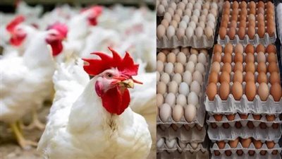 أين كان التعاطف مع المربين عندما صرخ المواطن من سعر البيض؟