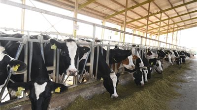 الثروة الحيوانية ركيزة للأمن القومي وتحقيق الاكتفاء الذاتي من الألبان بـ7 ملايين طن