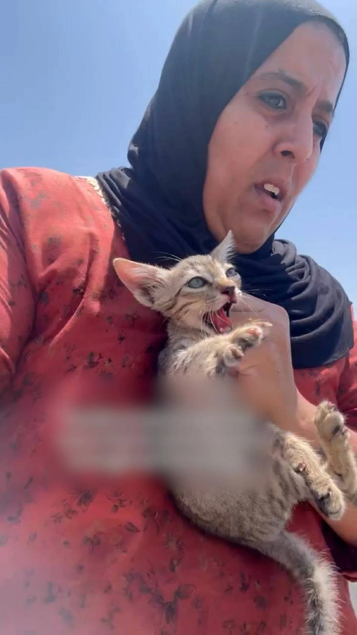 مقيمة تسعف قطة أنهكها الحر في شارقة الرحمة (فيديو)