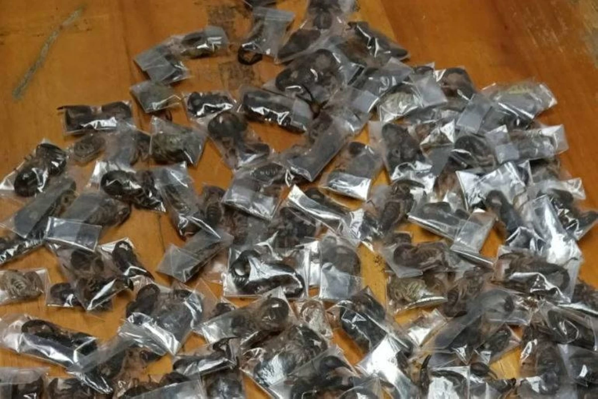 إحباط تهريب 150 عقرباً سامة عبر مطار كيب تاون