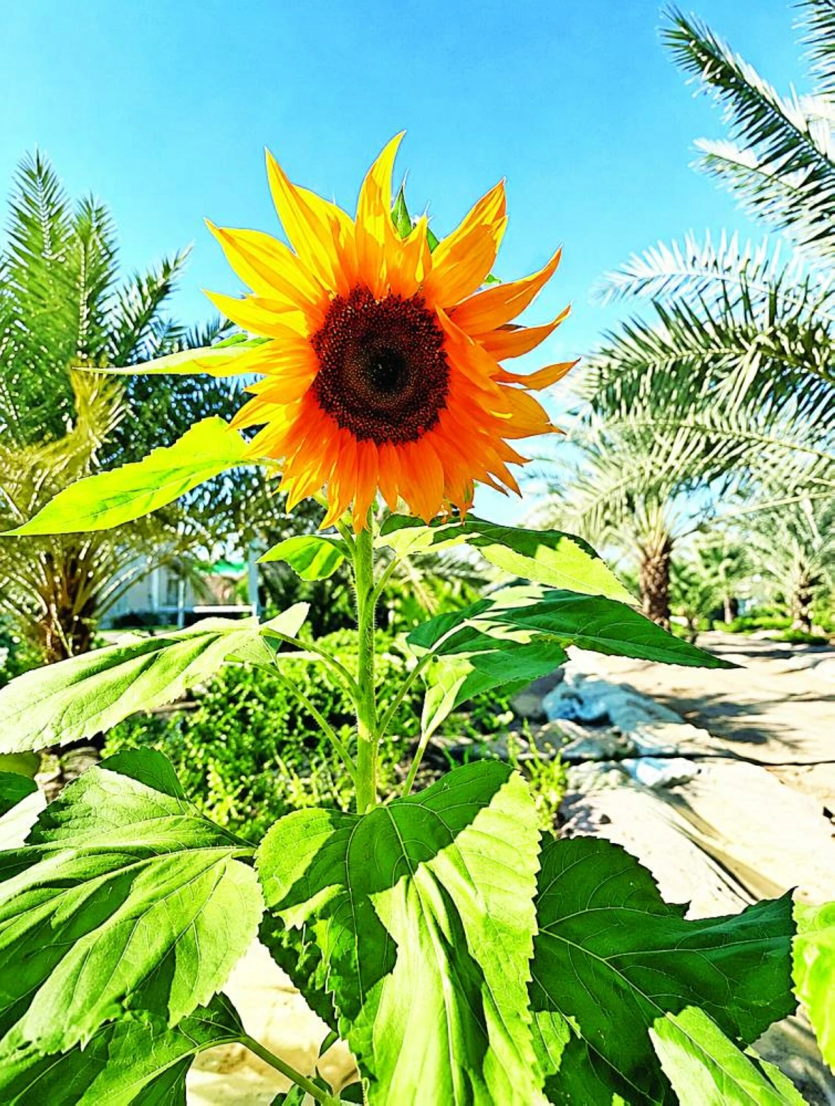 نباتات مزهرة تتحمل حرارة الصيف