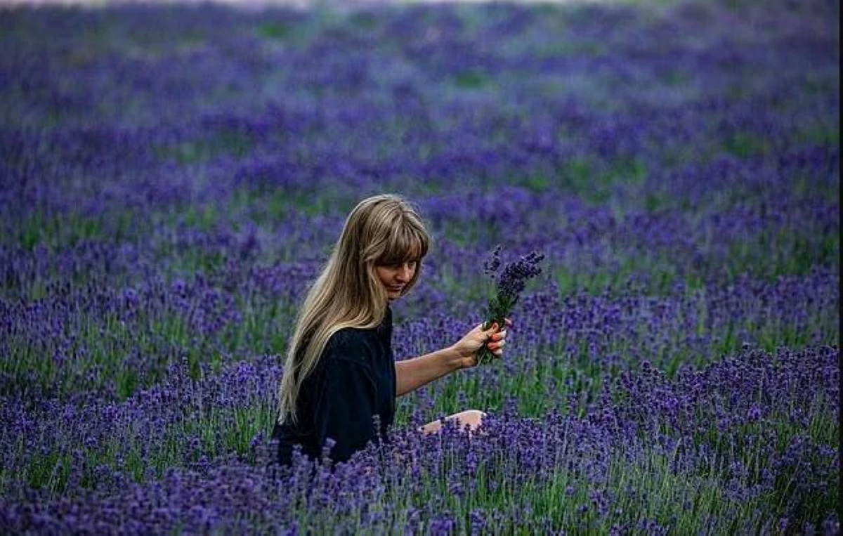 مزرعة لافندر تجذب الزوار بالواي فاي