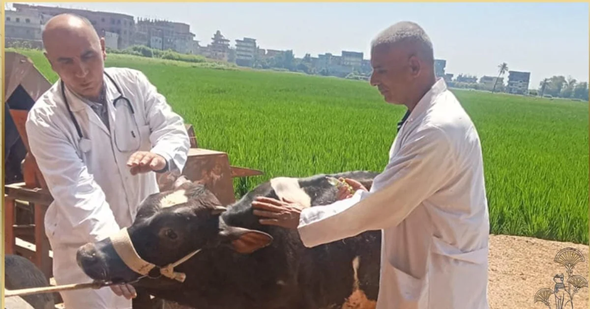 جامعة الزقازيق تبدأ قوافلها البيطرية المجانية لهذا العام بقرية الطيبة في الشرقية