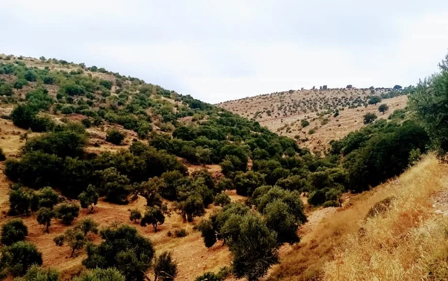 السبت .. أجواء صيفية اعتيادية