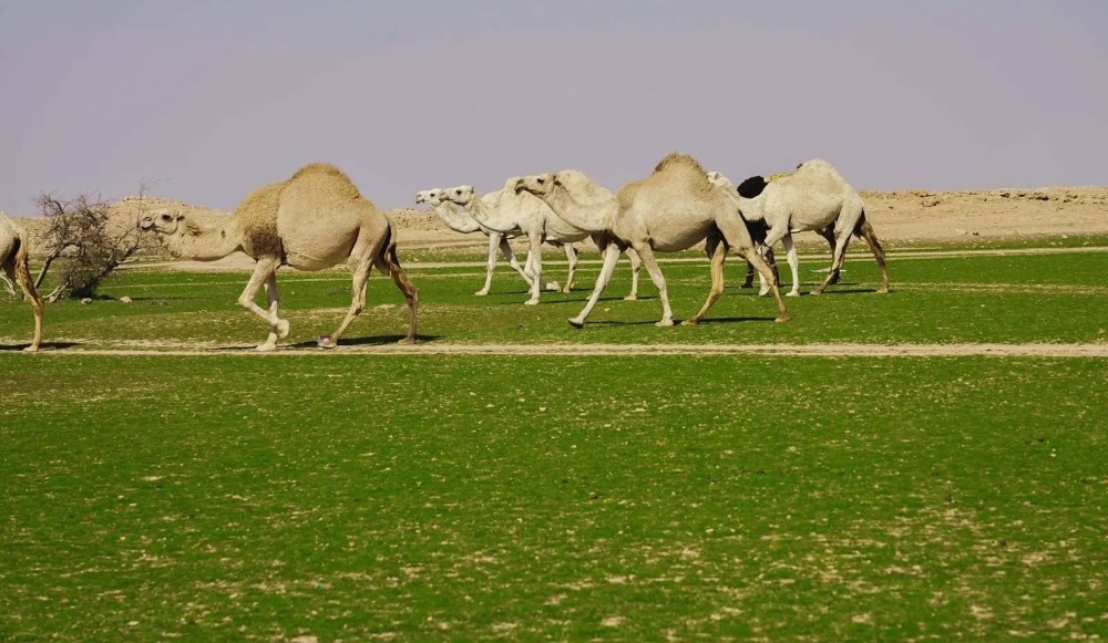 تحديث إلكتروني لسجلات الثروة الحيوانية
