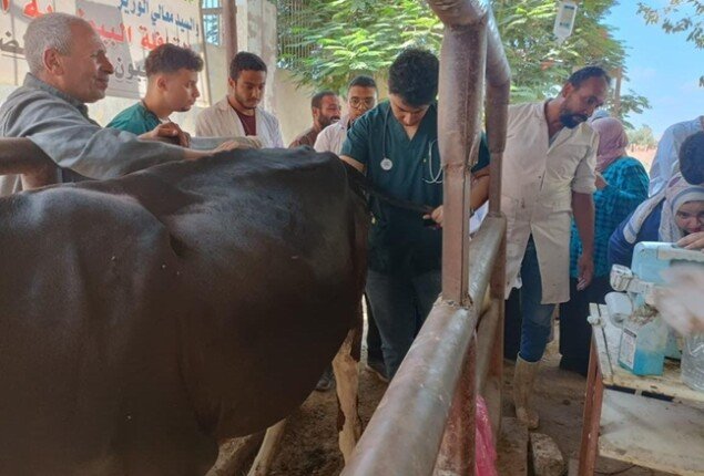 علاج 1200 رأس ماشية خلال قافلة بيطرية مجانية في قرية بطا بالقليوبية – الأسبوع