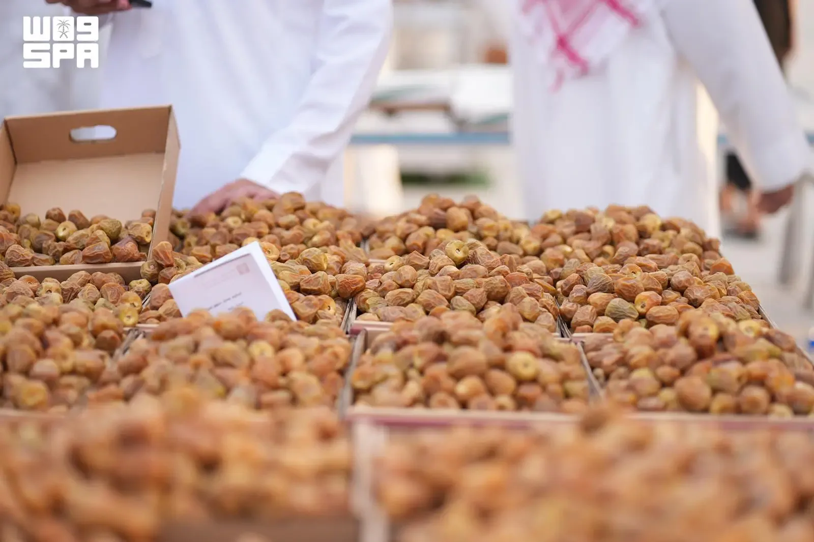 موسم عنيزة الدولي للتمور يجمع أكثر من 20 صنفاً بإنتاج يتجاوز 90 ألف طن