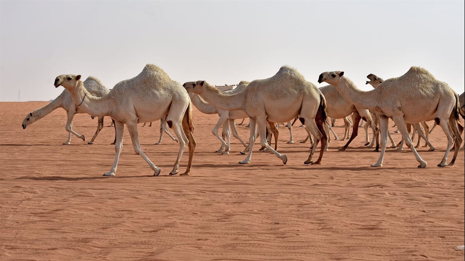 حكم عمل مسابقات للخيل والحمير والإبل .. دار الإفتاء تجيب