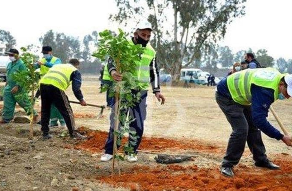 زراعة أشجار مثمرة في المحلة الكبرى ضمن جهود التوسع في المساحات الخضراء