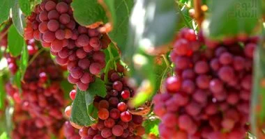 العنب يحتل المركز الرابع في قائمة الصادرات الزراعية المصرية بنحو 180 ألف طن