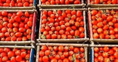 6.5 مليون طن سنويًا.. لماذا تمثل الطماطم خط دفاع عن الأمن الغذائي المصري؟