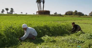 عضو المجلس التصديري للحاصلات الزراعية: الصادرات بصدد الوصول لـ10 ملايين طن