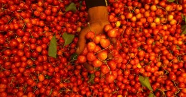 الطماطم فى مواجهة تقلبات المناخ.. هجن مصرية تتحمل الحرارة والملوحة والجفاف