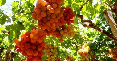 العنب يحتل المركز الرابع بقائمة الصادرات الزراعية المصرية بنحو 180 ألف طن