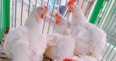 الفراخ بــ70 جنيها والبلطى بـ95 اليوم فى أسواق سوهاج