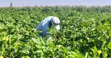الذهب الأبيض يزين غيطان الشرقية.. زراعة 37 ألف فدان بتقاوى منتقاة مرغوبة عالميا.. إنتاجية الفدان من 8 إلى 11 قنطارا.. ونجاح منظومة التسويق الجديدة حققت طفرة هائلة وغير مسبوقة في أسعار القطن.. صور