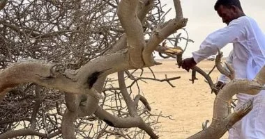 الحطب شريان الحياة في أودية الصحراء الشرقية.. رحلة البحث اليومية عن الوقود تبدأ مع شروق الشمس بين جبال حلايب وشلاتين.. أبناء البادية يعتمدون على بقايا الأشجار للطهي والتدفئة دون المساس بالأشجار الحية.. صور
