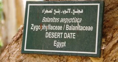 اللالوب.. صيدلية الطبيعة فى قلب الحديقة النباتية بأسوان.. ثمار تعالج وجذور تحمى البيئة وأوراق تدخل فى صناعة الصابون.. وشجرة نادرة تجمع بين العلاج والظل والجمال وتستحق التوسع فى زراعتها.. صور