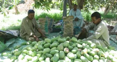 موسم معشوقة القلوب بالصعيد.. الأيام الأخيرة لجمع محصول المانجو بالأقصر.. مزارع: الموسم مميز والأسعار بدأت من 22 جنيها للكيلو جملة.. العويسى والزبدية الأشهر.. والتيمور نوع قديم ظهر فى عهد محمد على.. صور