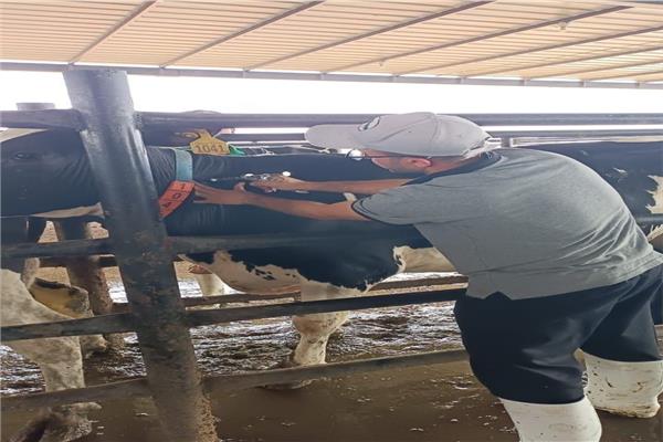 فحص 2461 رأس ماشية ضد البروسيلا والسل البقري بالشرقية