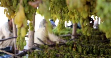 بشاير زبيب رمضان.. مراحل تجفيف العنب فى مزارع أفغانستان
