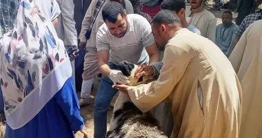 الطب البيطري بسوهاج يسلم 3336 رأس أغنام للمستفيدين بـ4 قرى