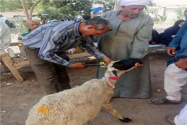 ضمن مشروع باب أمل| تسليم 3336 رأس أغنام للمستفيدين بقري سوهاج 
