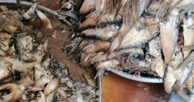 ضبط 2000 قطعة مواد غذائية وأسماك منتهية الصلاحية بكفر الشيخ