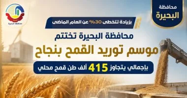 إختتام موسم توريد القمح بالبحيرة بإجمالى 415 ألف طن