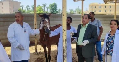“بيطري الأقصر” يفحص 35 من خيول الحناطير ويقدم رعاية صحية وغذائية مجانية.. صور