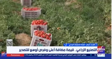 أستاذ اقتصاد: التصنيع الزراعي يرفع قيمة الصادرات ويدعم الريف