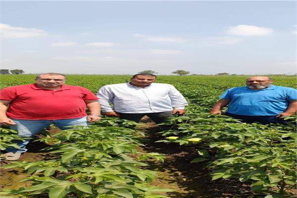 «الزراعة» تتابع حقول إكثار القطن لضمان جودة التقاوي
