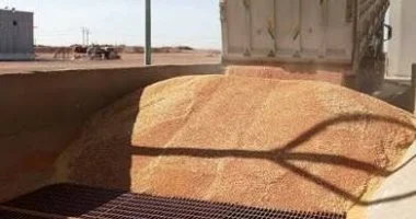 محافظ أسوان: توريد 532 ألفا و836 طن قمح