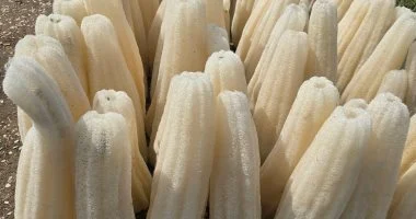 فرحة الغيطان.. الشراقوة يواصلون حصاد محصول اللوف وسط فرحة عارمة.. صور