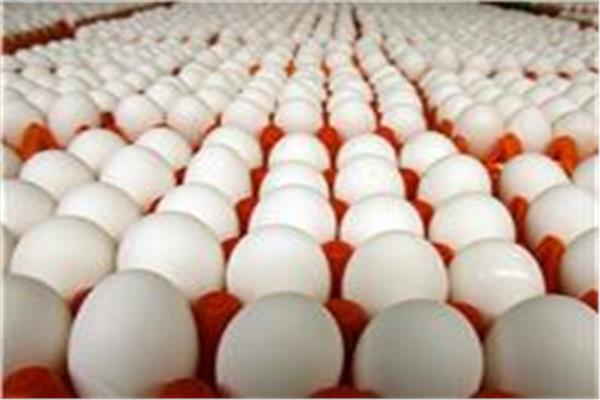 أسعار البيض اليوم الأربعاء 19 أغسطس بعدد من المزارع المحلية