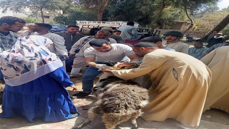 بيطري بسوهاج يسلم 3336 رأس أغنام للمستفيدين بـ4 قرى منذ مايو