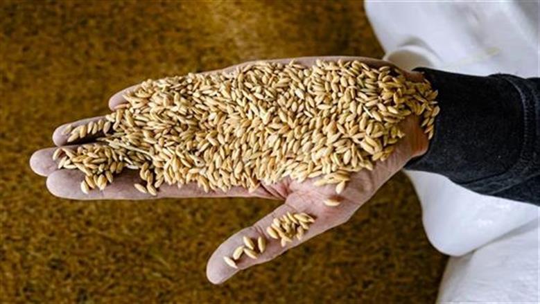 سعر طن الأرز الشعير اليوم السبت 15-8-2026.. الأبيض عريض الحبة بكم؟
