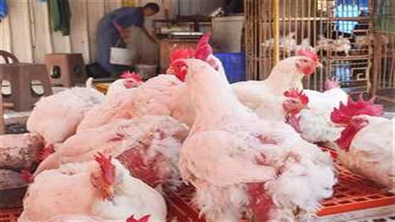 أسعار الفراخ البيضاء اليوم الأربعاء 12-8-2026 في بورصة الدواجن