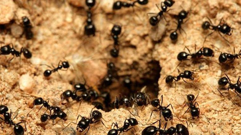 7 أسباب لظهور النمل بكثرة في المنزل.. حتى لو نظيف