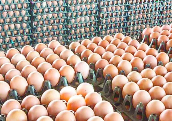 سعر كرتونة البيض اليوم 15/8/2026 للمستهلك فى السوق المحلية -جريدة المال